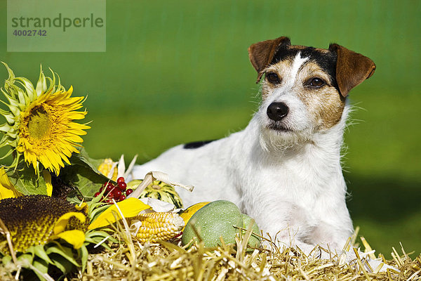 Parson Russell Terrier auf Strohbund liegend