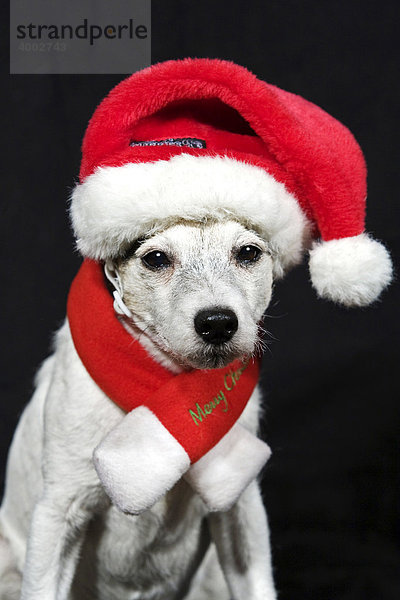 Parson Russell Terrier als Wichtel verkleidet