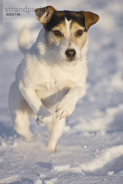 Parson Russell Terrier im Schnee rennend
