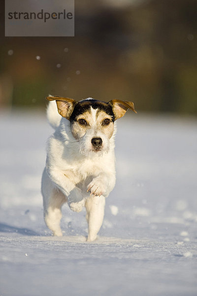 Parson Russell Terrier im Schnee rennend