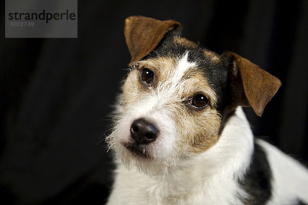 Parson Russell Terrier  Portrait