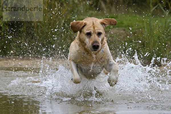 Labrador ins Wasser springend
