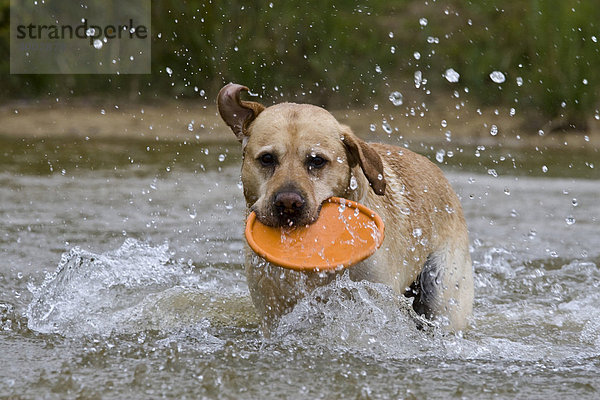 Labrador mit Frisbee im Wasser