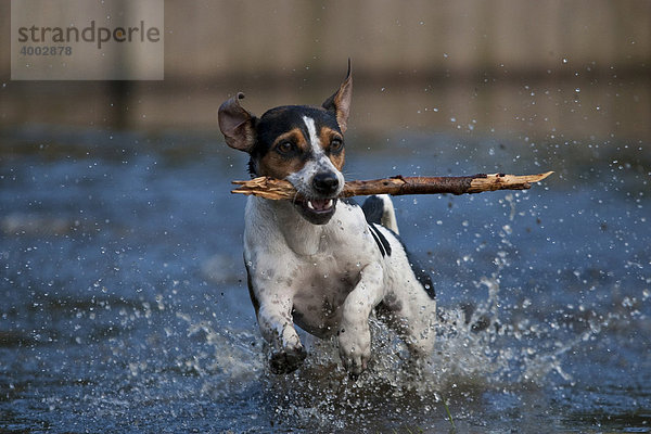 Jack Russell Terrier Stock aus Wasser apportierend
