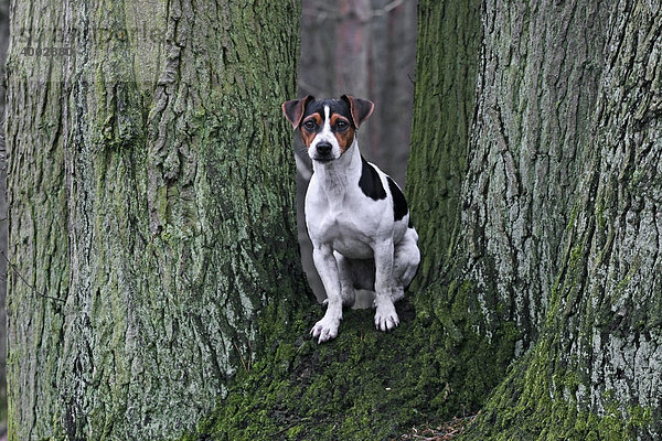 Jack Russell Terrier im Baumzwiesel sitzend
