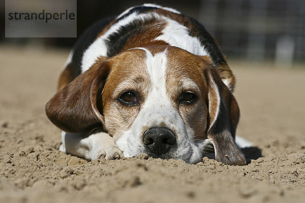 Beagle dösend  Portrait