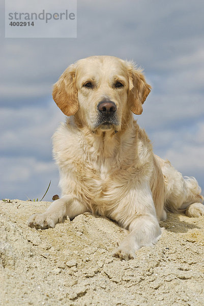 Golden Retriever auf Sandhügel liegend