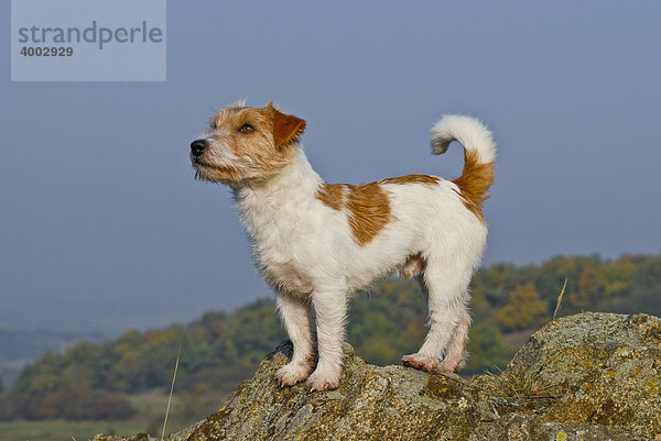 Jack Russell Terrier auf Felsen stehend