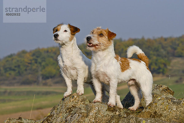 Zwei Jack Russell Terrier auf Felsen stehend