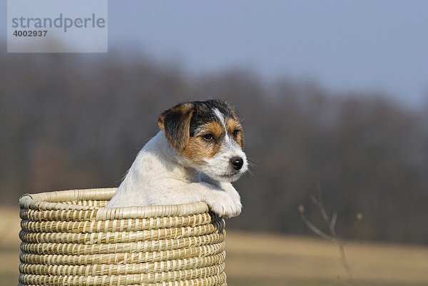 Jack Russell Terrier Welpe im Weidenkorb sitzend