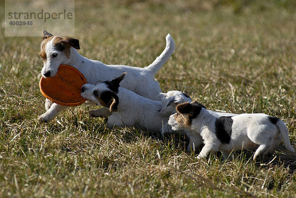 Vier Jack Russell Terrier mit Frisbee spielend