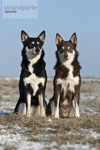 Zwei Lapinporokoira  Lappländische Rentierhunde  auf Wiese sitzend  Winter