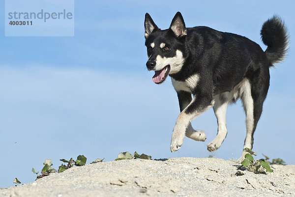 Lapinporokoira  Lappländischer Rentierhund  über Sanddüne rennend