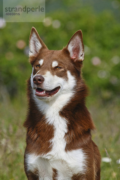 Lapinporokoira  Lappländischer Rentierhund  Portrait