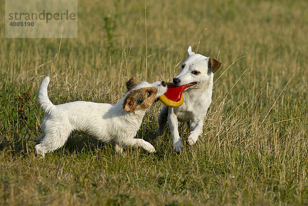 Parson Russell Terrier und Jack Russell Terrier miteinander spielend