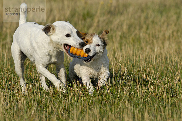 Parson Russell Terrier und Jack Russell Terrier miteinander spielend