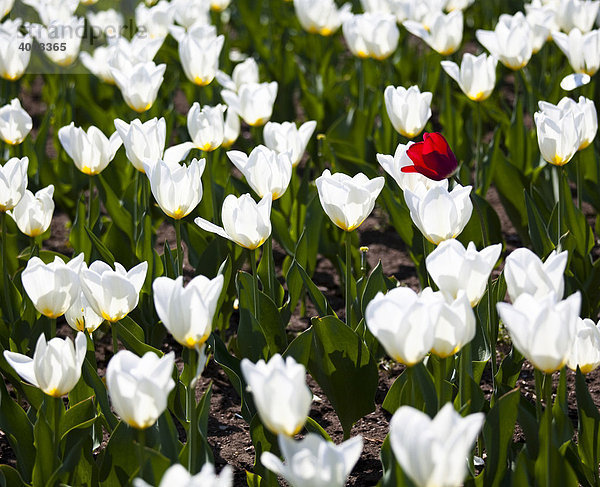 Weiße Tulpen (Tulipa) umringen eine einzelne rote Blüte