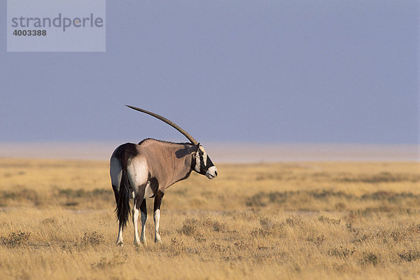Spießbock  Gemsbock (Oryx gazella)  Etosha Nationalpark  Namibia  Afrika