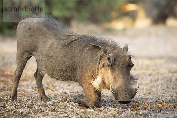 Warzenschwein (Phacochoerus africanus) beim Fressen  Südafrika  Afrika