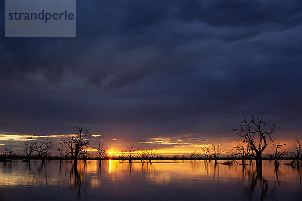 Sonnenuntergang am Lake Menindee  Kinchega Nationalpark  New South Wales  Australien