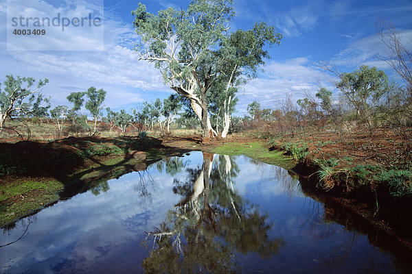 Geistereukalyptus spiegelt sich in Billabong  Karijini Nationalpark  Westaustralien  Australien
