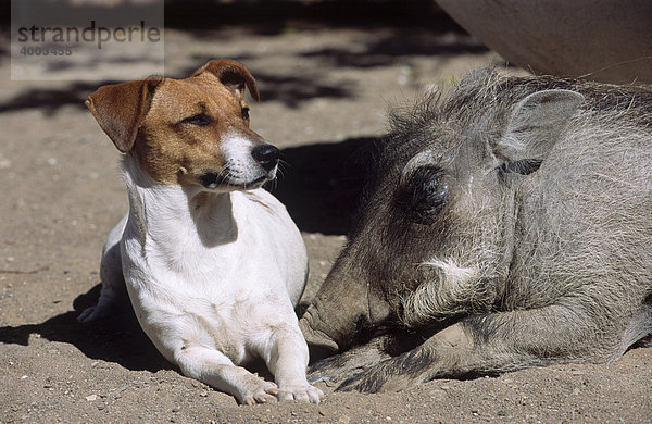 Jack Russell mit befreundetem Warzenschwein (Phacochoerus africanus)  Namibia  Afrika