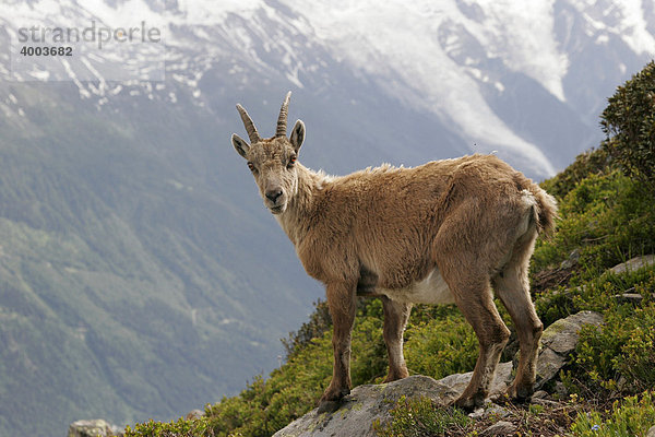 Alpensteinbock (Capra ibex) im Montblanc-Massiv bei Chamonix-Mont-Blanc  Frankreich  Europa