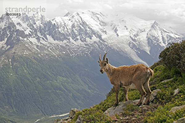 Alpensteinbock (Capra ibex) im Montblanc-Massiv bei Chamonix-Mont-Blanc  Frankreich  Europa