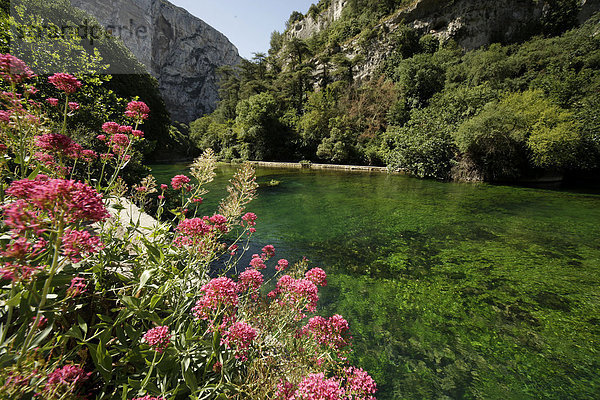 Bunte Blumen am grünen Fluss Sorgue kurz nach der Quelle bei Fontaine de Vaucluse  Provence  Frankreich  Europa
