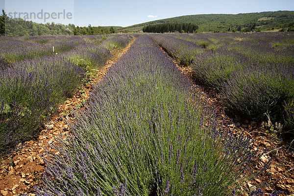 Lavendelanbau in der Provence  Frankreich  Europa