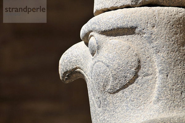 Statue des falkengesichtigen Gottes Horus am ptolemäische Tempel des Horus in Edfu  Ägypten  Nord-Afrika