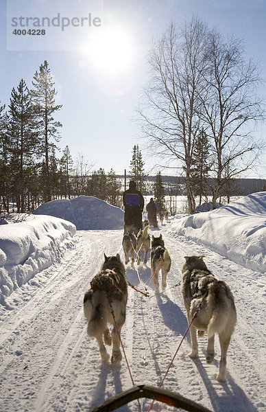 Eine Hundeschlitten-Fahrt mit Sibirischen Huskies in Kiruna  Lappland  Nord-Schweden  Schweden