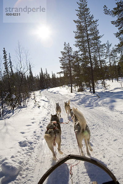Eine Hundeschlitten-Fahrt mit Sibirischen Huskies in Kiruna  Lappland  Nord-Schweden  Schweden