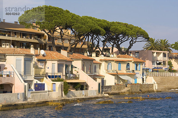 Häuser und Pinien stehen unmittelbar am Rand des Mittelmeers in Sainte-Maxime  DÈpartement Var  an der Cote d'Azur  Provence  Südfrankreich  Frankreich