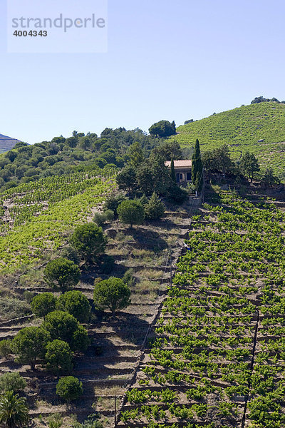 Weinbau-Terrassen an der Cote Vermeille in Banyuls sur Mer  DÈpartement PyrÈnÈes-Orientales  im Roussillon  Region Languedoc-Roussillon  Südfrankreich  Frankreich