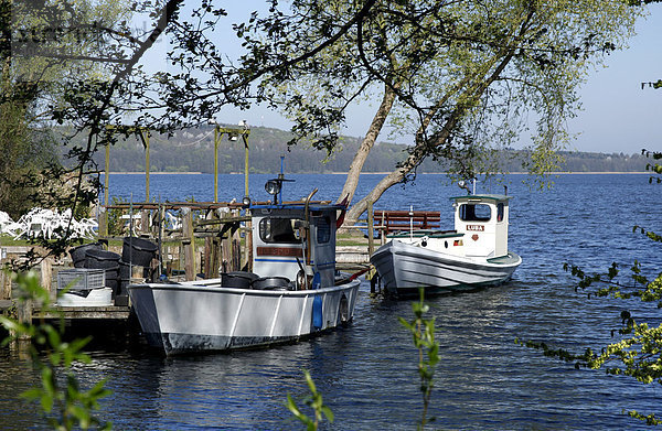 Fischerboote auf dem Großen Ratzeburger See  Ratzeburg  Schleswig-Holstein  Deutschland  Europa