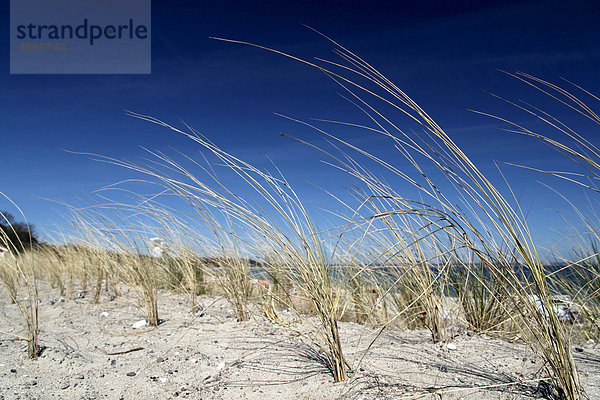 Anpflanzung von Strandhafer als Küstenschutz an der Ostsee  Timmendorfer Strand  Ostholstein  Holstein  Schleswig-Holstein  Deutschland  Europa