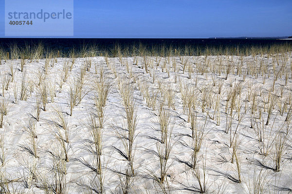 Anpflanzung von Strandhafer als Küstenschutz an der Ostsee  Timmendorfer Strand  Ostholstein  Holstein  Schleswig-Holstein  Deutschland  Europa