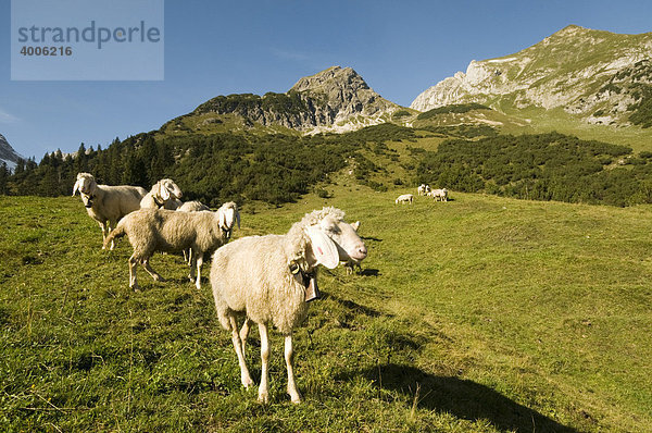 Schafe auf der Alm  Obere Licht-Alm  Schwarzwassertal  Lechtal  Reutte  Tirol  Österreich  Europa
