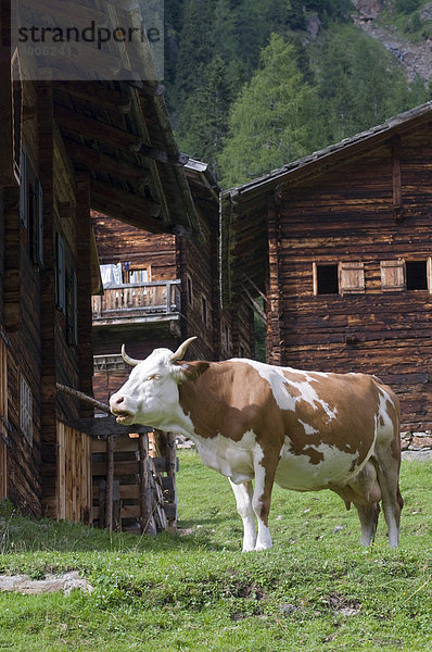 Kuh auf der Alm  Oberstaller-Alm  Innervillgraten  Osttirol  Österreich  Europa