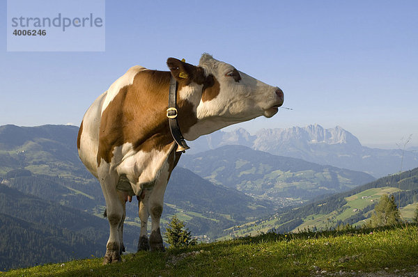Kuh auf der Alm  Hirzegg-Alm  Spertental  Kirchberg  Tirol  Österreich  Europa