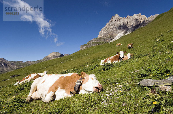 Kühe auf der Alm  Stoankasern-Alm  Hintertux  Zillertal  Tirol  Österreich  Europa