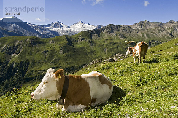 Kühe auf der Alm  hinten der Zillertaler Gletscher  Olperer  Stoankasern-Alm  Hintertux  Zillertal  Tirol  Österreich  Europa