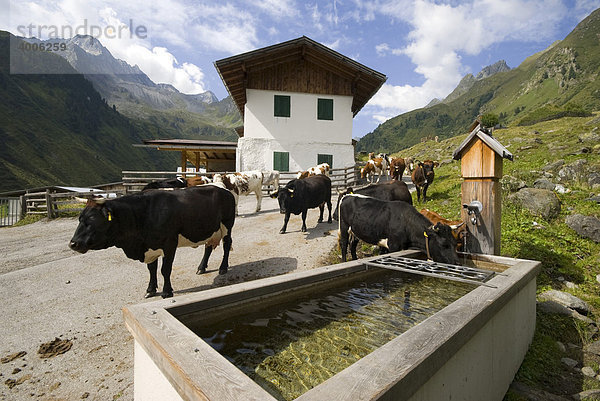 Kühe trinken aus Brunnen  Oberiss-Alm  Oberbergtal  Stubaital  Tirol  Österreich  Europa