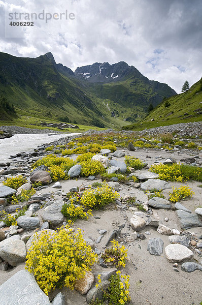 Zedlacher-Alm  Frosnitztal  Gruben bei Matrei i.O.  Osttirol  Österreich  Europa