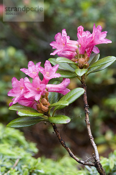 Rostblättrige Alpenrose (Rhododendron ferrugineum)  Gilfert  Tuxer Voralpen  Tirol  Österreich  Europa