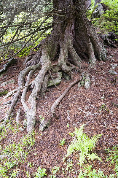 Zirbe Stamm und Wurzel  Zirbelkiefer (Pinus cembra)  Jerzens  Wenner Berg Alpe  Pitztal  Tirol  Österreich  Europa