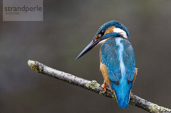 Eisvogel (Alcedo atthis)  Wörgl  Tirol  Österreich  Europa