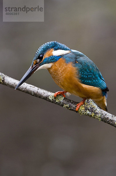 Eisvogel (Alcedo atthis)  Wörgl  Tirol  Österreich  Europa