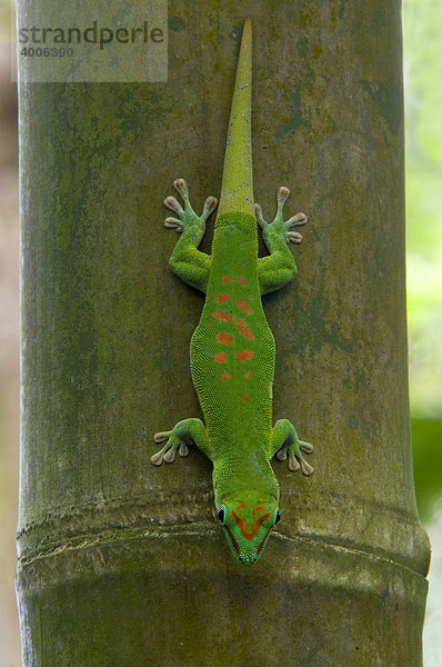 Großer Madagaskar-Taggecko (Phelsuma madagascariensis)  Masoala Regenwald  Zoo Zürich  Schweiz  Europa